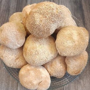 Ежовик Гребенчатый - плодовое тело