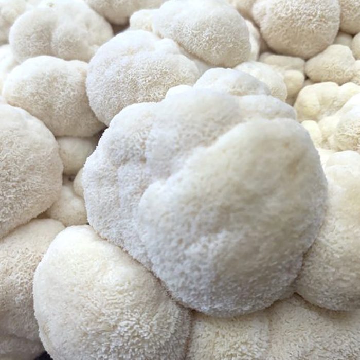 yezhovik-grebenchatyy-2